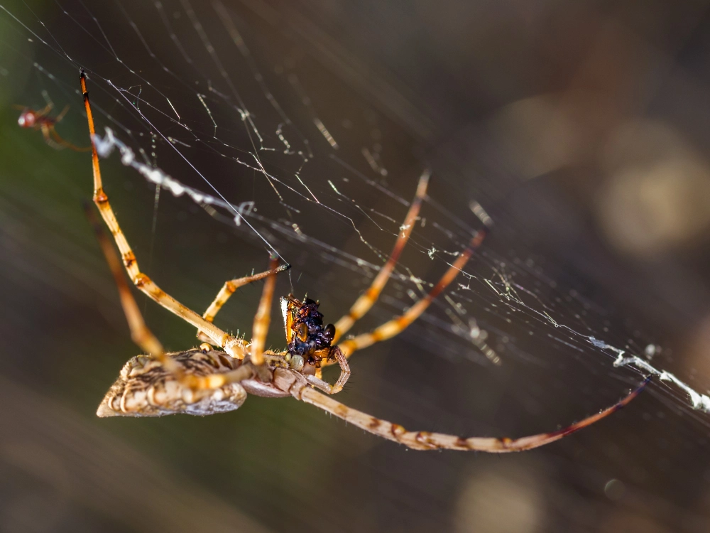 O que atrai aranhas em casa? Saiba como previnir