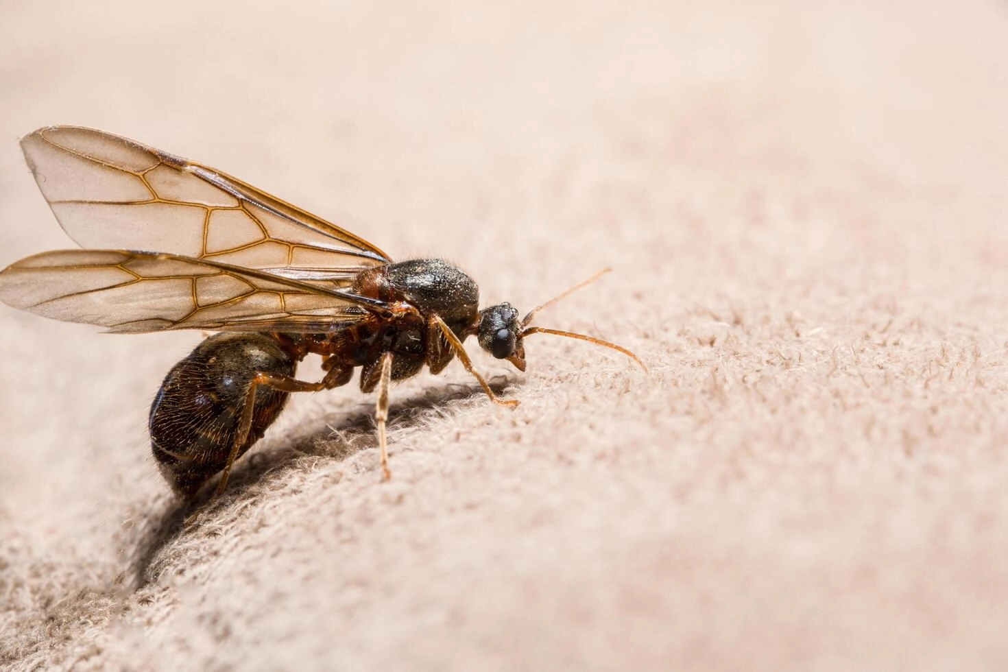 Por que formigas de asas aparecem e como se livrar delas?