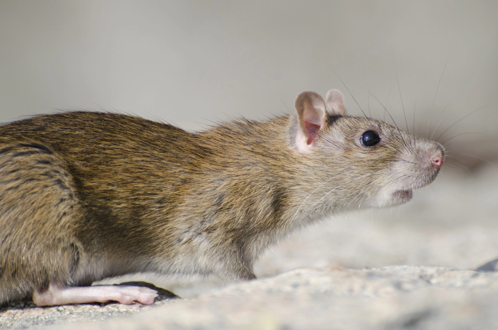 Coco de ratinho: como identificar e o que fazer?