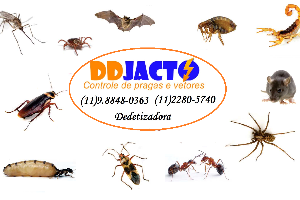 DDJacto